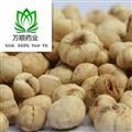 精品浙貝母中選貨 質(zhì)量好 價格低 規(guī)格齊全  產(chǎn)地 浙江省