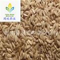 【黃瓜子凈貨】@【同歡藥材】中藥材批發(fā)供應(yīng)  規(guī)格齊全 量大從優(yōu) 產(chǎn)地 山東省