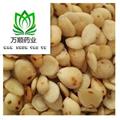 去皮炒苦杏仁選貨凈貨 質(zhì)量好 價格低 產(chǎn)地直銷  產(chǎn)地 山西省