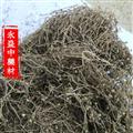 白花蛇舌草 白花蛇舌草家種選貨 產(chǎn)地 河南省南陽(yáng)市