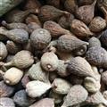无花果 食用统个 产地 湖南省
