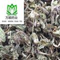 精品家種蒲公英灰綠色統(tǒng)貨 質(zhì)量好 價(jià)格低  產(chǎn)地 山東省
