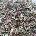 蒲公英 家種蒲公英綠色統(tǒng)貨 產(chǎn)地 河北省
