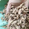 巴戟天 巴戟肉二級個0.6 產(chǎn)地 廣東省