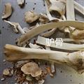 小丽百草行驴胫骨 驴骨