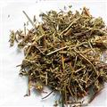 小丽百草行夏至草 白花夏枯草 白花益母 灯笼棵 风轮草 小益母草 假茺蔚 假益母草 风车草