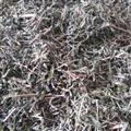 透骨草 正品珍珠透骨草   產(chǎn)地 黑龍江省 質(zhì)量保證量大從優(yōu)
