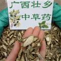 广西壮乡中草药 野生 宽筋藤 松筋藤 伸筋藤 软筋藤 青筋藤 产地 广西柳州