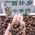 廣西壯鄉(xiāng)中草藥 野生 全根 小鉆 鉆骨風(fēng) 產(chǎn)地 廣西柳州