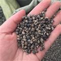 蔓荆子  蔓荆子颗粒饱满 无杂质 过风车货 产地 江西省