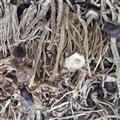 小丽百草行茶树菇  