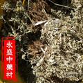 翻白草 手捡扎把选货 产地 河南省南阳市市辖区