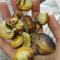 小丽百草行 徽琼果惠琼灵芝 辉琼果 徽穷果 灰琼果  辉琼果