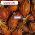 梔子 梔子統(tǒng)個(gè) 今年新貨 產(chǎn)地江西省 地道藥材 紫軒堂藥業(yè)