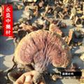 木靈芝 野生統(tǒng)貨假一賠十 產地 河南省南陽市市轄區(qū)