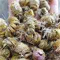 小丽百草行铁皮石斛  