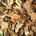 小丽百草行  白背桐根 白背根 白朴树 白泡树 白面简