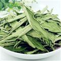 甜葉菊 茶用甜葉菊 產(chǎn)地 安徽省