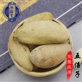 五倍子 肚倍選貨 產地 四川省