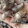蝉蜕 蝉蜕统货产地直销 产地 河南省南阳市