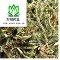 伸筋草新货选货 质量好 价格低  产地 云南省