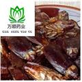 蟑螂 野生蟑螂选货 质量好 价格低  产地 山东省