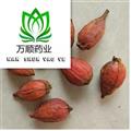 梔子 山梔子選貨 質(zhì)量好價格低  產(chǎn)地 廣西壯族自治區(qū)