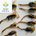 【山西清水全虫  全蝎】@【同欢药材】中药材批发供应  规格齐全 量大从优 产地 山西省