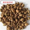 砂仁 進(jìn)口砂仁 產(chǎn)地廣西 地道藥材 紫軒堂藥業(yè)