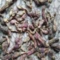款冬花 一般統(tǒng)貨 今年新貨顏色一般 欲購從速 產(chǎn)地 甘肅省