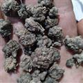 猫爪草 猫爪草 家种猫爪草中选货1.0-1.4  产地 安徽省
