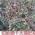 大狼把草全草叮木犀草素茶，不是鬼針草 選 產(chǎn)地 麻城市