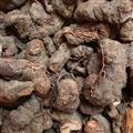 小丽百草行拳参 草河车产地东北拳参个子 