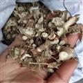 诺源药材行新疆野棉花根 棉花根皮 蜜根