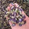 新辉药业优质花草茶 蝴蝶花 蓝蝴蝶 蝶豆花 