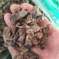 諾源藥材行中藥材 螻蛄 土狗子 實(shí)物拍攝
