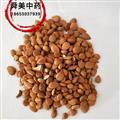 杏仁 苦杏仁統(tǒng)貨 帶皮杏仁 產(chǎn)地 山東省