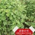 艾葉 5年陳艾 產(chǎn)地 河南省南陽(yáng)市