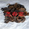 芝春堂 貓?zhí)ケP 生曬貓衣 正品保證 無硫藥用一手貨源