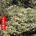牛至 统货 产地 河南省