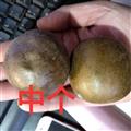 罗汉果 新到罗汉果中个 产地 广西壮族自治区