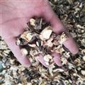 恒?？翟刺媒鹑父举|(zhì) 錦雞兒 土黃芪 白心皮 陽(yáng)雀花根專(zhuān)注品質(zhì)