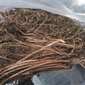 安祁名藥青魚(yú)膽草 水靈芝 