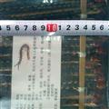 蜈蚣 万信药业 蜈蚣大条精选货15-16cm 精品蜈蚣大条精选货15~16公分产地直销 批发各种规格名贵药材，等，产地 湖北省