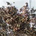 新輝藥業(yè)雙腎草  一根蔥  墜桃草