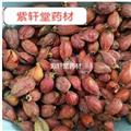 梔子 正品選裝山梔子 產(chǎn)地 福建省