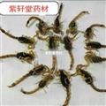 全蝎 山西陕西清水全蝎秋货 产地陕西省 清水全蝎
