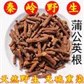 秦嶺野生蒲公英根 新貨精選