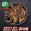 【满包邮】3月产新新鲜虫草本色货断草散装产地直供冬虫夏草断节草沁信源中药批发