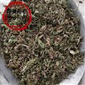 蒲公英 家種蒲公英綠色統(tǒng)貨 產地 山東省